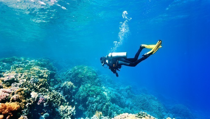 رحلة الغوص في فتحية شاملة الغداء والمواصلات 🤿